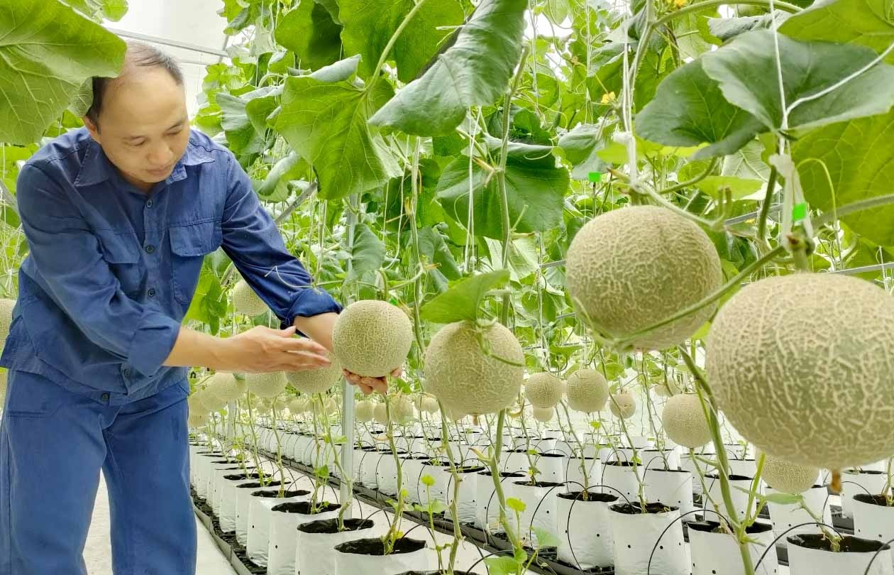 Hỏi-Đáp pháp luật: Đối tượng và mức cho vay, thời hạn cho vay của chính sách tín dụng ưu đãi hỗ trợ phát triển sản xuất theo chuỗi giá trị